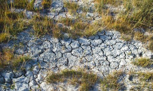 terreno seco rodeado de maleza seca